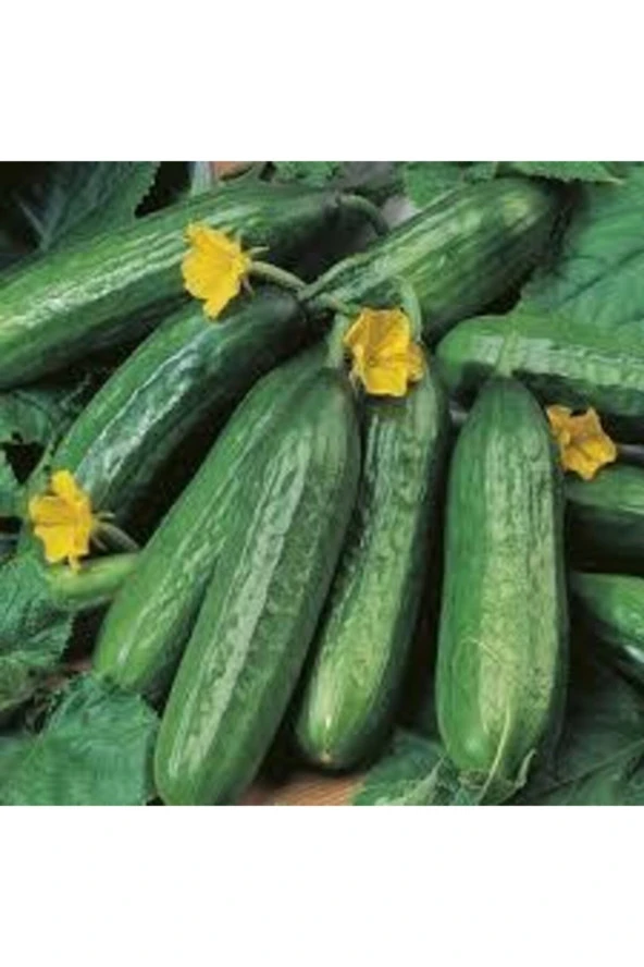 50 Adet Tohum Yerli Çengelköy Salatalık Tohumu Mis Kokulu Erkenci Köy Salatalık Tohumu Sürpriz Tohum - 2