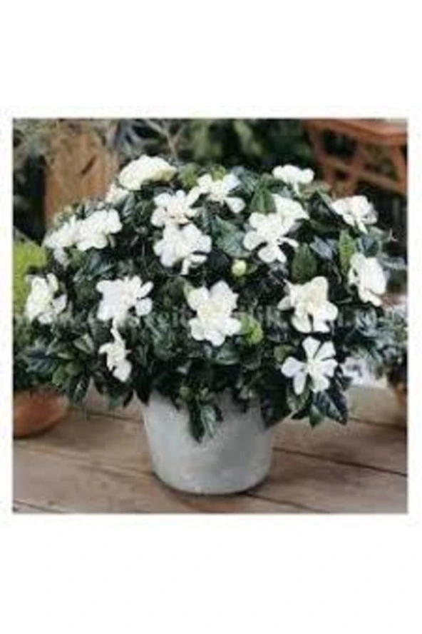 20 Adet Tohum Nadir Bulunan Gardenya Çiçeği Tohumu Saksı Toprak Hediyemiz - Resim 2