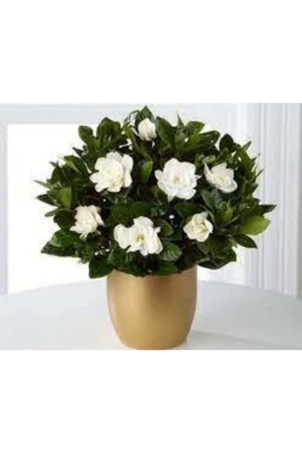 20 Adet Tohum Nadir Bulunan Gardenya Çiçeği Tohumu Saksı Toprak Hediyemiz - Resim 3