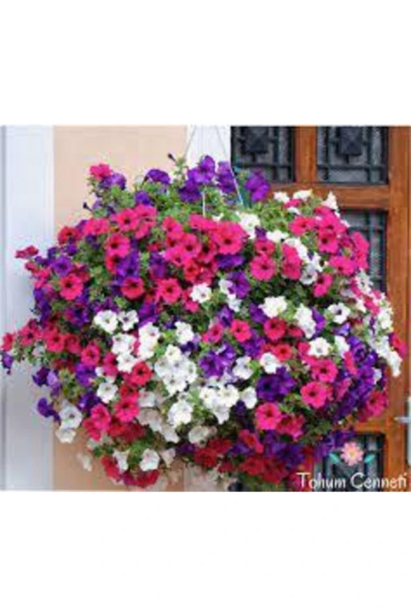 15 Adet Tohum Nadir Petunya Çiçeği Tohumu Petunya Çiçek Tohumu Saksı Toprak Hediyemizdir - Resim 3