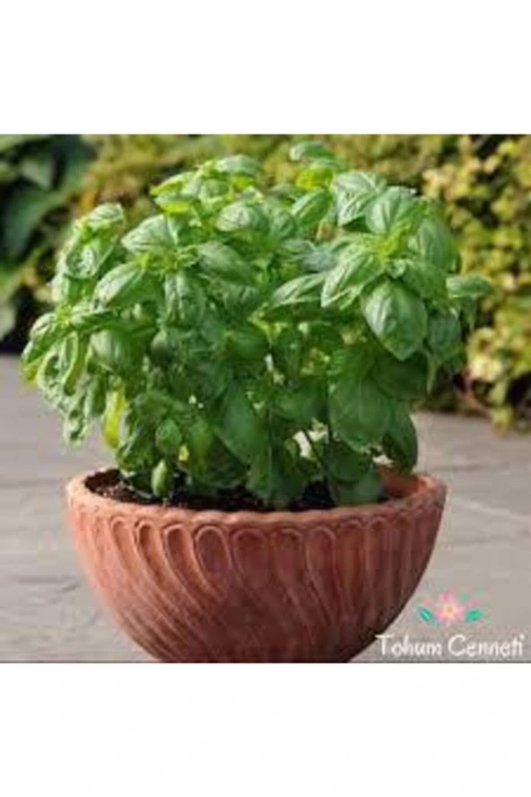 30 Adet Tohum Yeşil Yapraklı Fesleğen Çiçeği Mis Kokulu Fesleğen Çiçeği Sürpriz Hediye Tohumlu - Resim 2