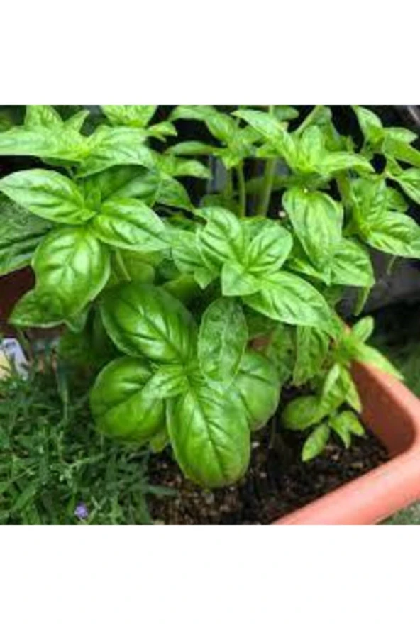 30 Adet Tohum Yeşil Yapraklı Fesleğen Çiçeği Mis Kokulu Fesleğen Çiçeği Sürpriz Hediye Tohumlu - Resim 3