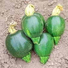 15 Adet Tohum Süper Paket Dolmalık Nadir Topak Kabak Tohumu Yuvarlak Kabak Tohumu Heiye Tohumludur