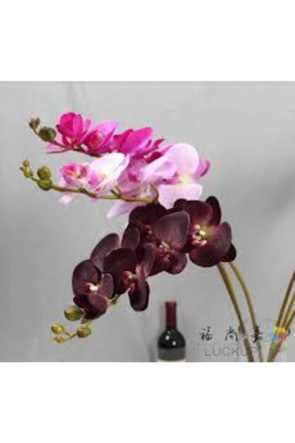 10 Adet Tohum Soğan Değildir Nadir Karışık Orkide Çiçeği Tohumu Saksı Toprak Hediyemizdir - Resim 2