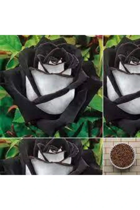 5 Adet Tohum Nadir Siyah Beyaz Gül Tohumu Yeni Sezon Organik Ata Tohum ürün görseli 1