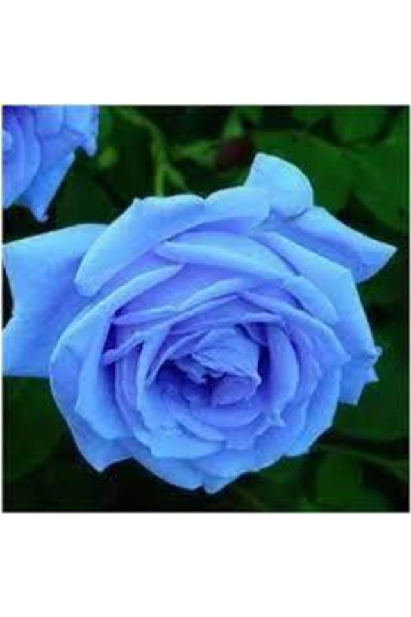 5 Adet Tohum Nadir Bulunan Mavi Gül Tohumu Mavi Bahçe Gülü Saksı Toprak Hediyemizdir ürün görseli 1