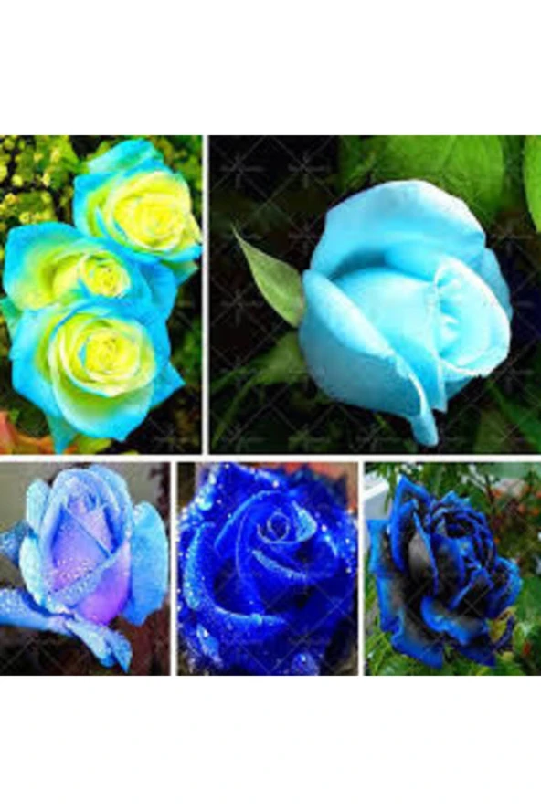5 Adet Tohum Nadir Bulunan Mavi Gül Tohumu Mavi Bahçe Gülü Saksı Toprak Hediyemizdir - Resim 2