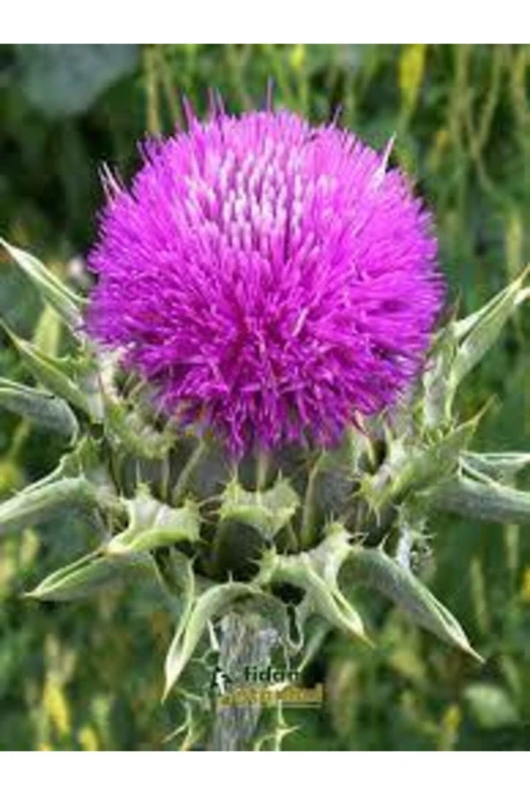 25 Adet Tohum Nadir Bulunan Deve Dikeni Çiçeği Tohumu Kenger Genger Çiçeği Olrak Bilinir Sürpriz Hed - Resim 3