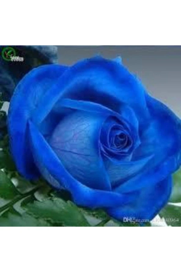 5 Adet Tohum Nadir Bulunan Mavi Gül Tohumu Mavi Bahçe Gülü Saksı Toprak Hediyemizdir - Resim 3