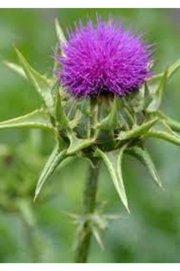 25 Adet Tohum Nadir Bulunan Deve Dikeni Çiçeği Tohumu Kenger Genger Çiçeği Olrak Bilinir Sürpriz Hed - Resim 2