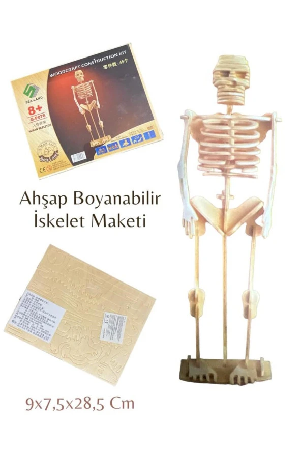 3d Boyanabilir Ahşap Yap Boz Puzzle - Ahşap 3d İskelet Maketi