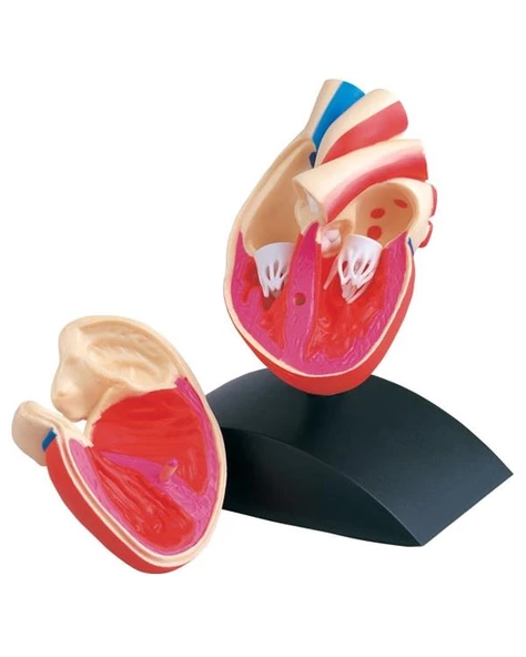 Fen ve Doğa 3 Boyutlu Kalp Modeli - 2