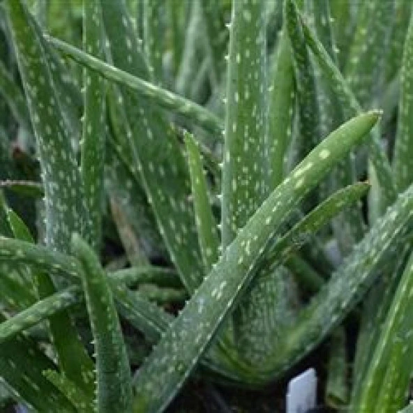 Aloevera Bitkisi 25 Cm Doğal Krem Şifalı Bitki Sarısabır