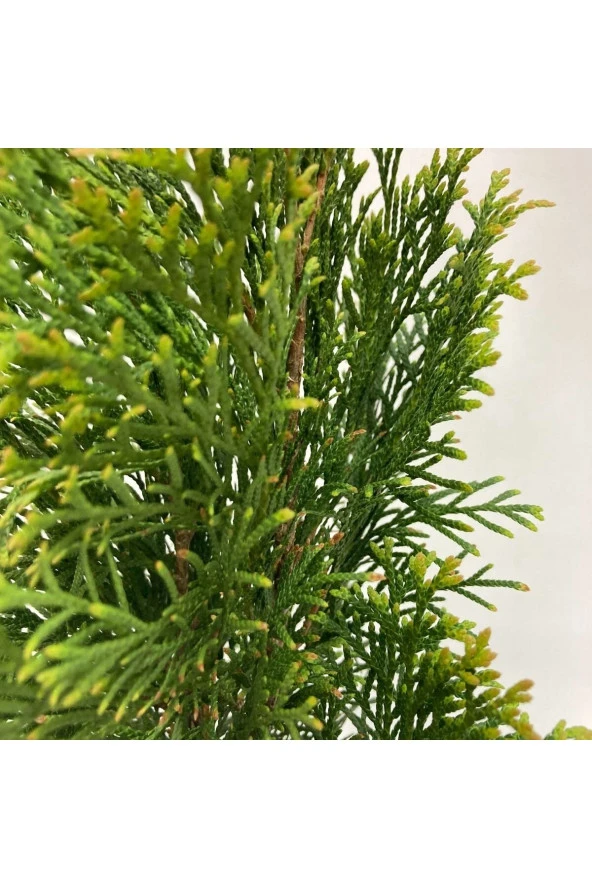 Çit mazı 30 50 cm 10 adet