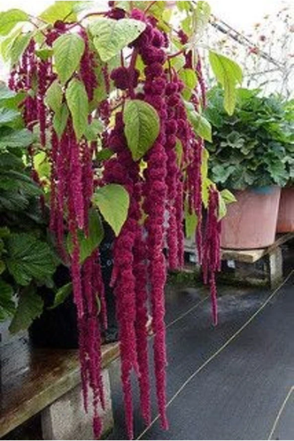 Sarkan Horoz İbiği 100 Adet (Mor Kırmızı Renk) Amaranthus caudatus?