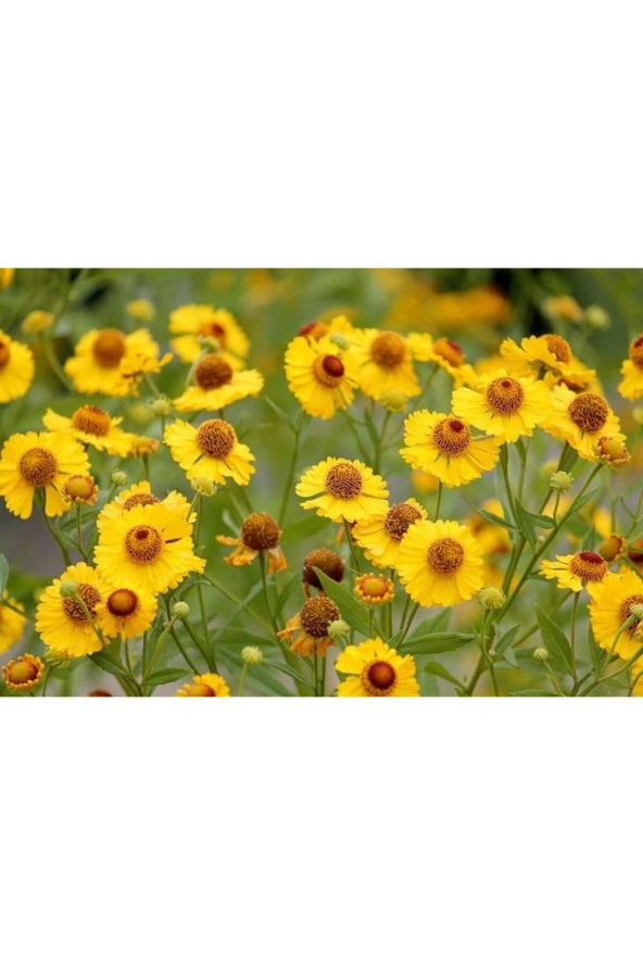 Sarı Ekinezya Tohumu - Resim 2