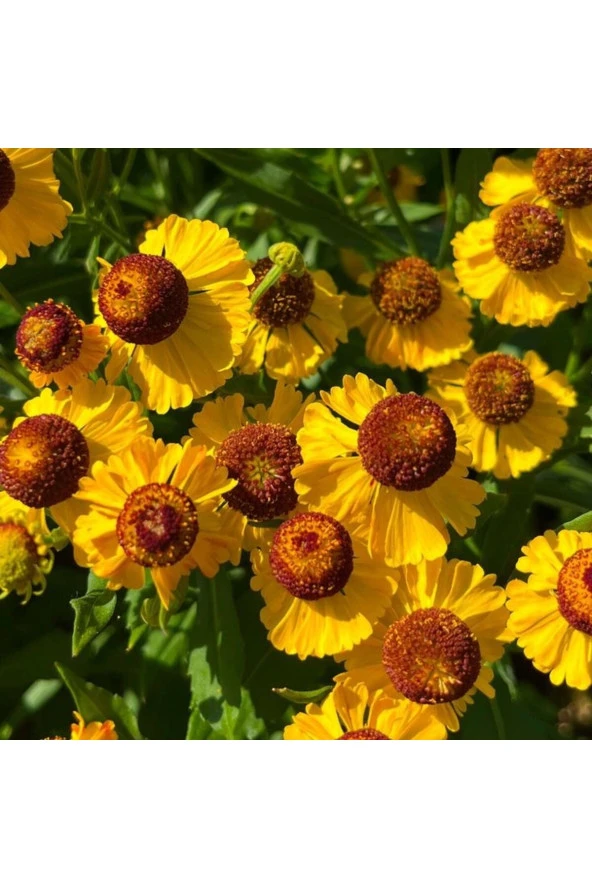 Sarı Ekinezya Tohumu - Resim 3