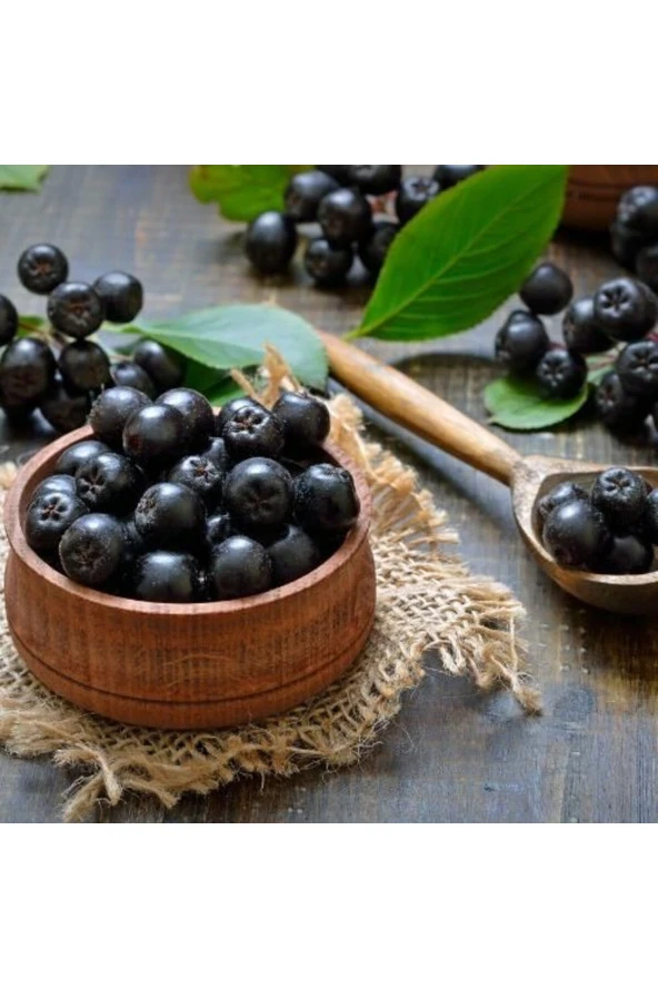 Aronia Aronya Ağacı Meyveli Fidanı Tüplü