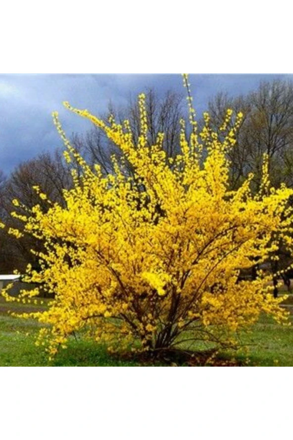 Altın Çanak Ağacı (Cercidiphyllum japonicum),