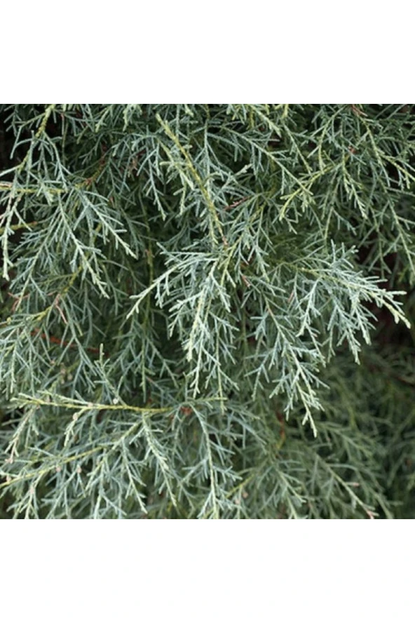 Mavi Servi fidanı (Picea pungens) 50 60 cm