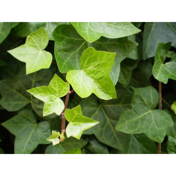 2li Duvar Sarmaşığı (Hedera helix) ?