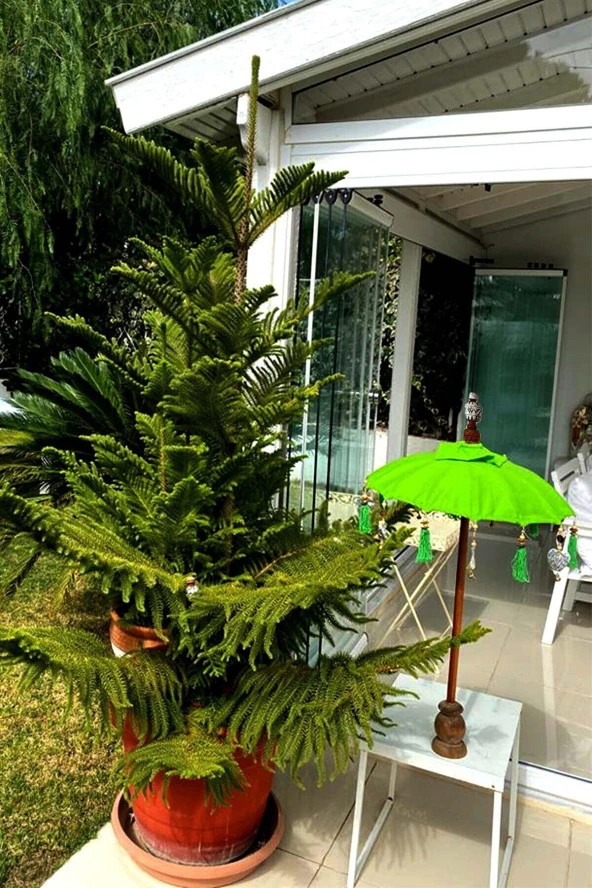Prodiva Ahşap Ayaklı Dekoratif Bali Şemsiyesi - 80 cm - Yeşil - 2