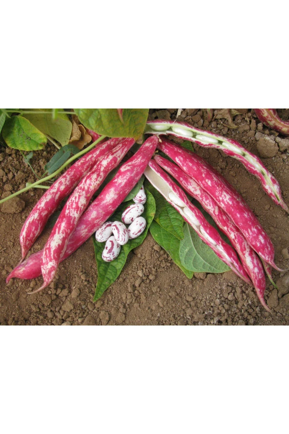 Barbunya Tohumu Buse (Oturak Tip) - 50 gr - 2