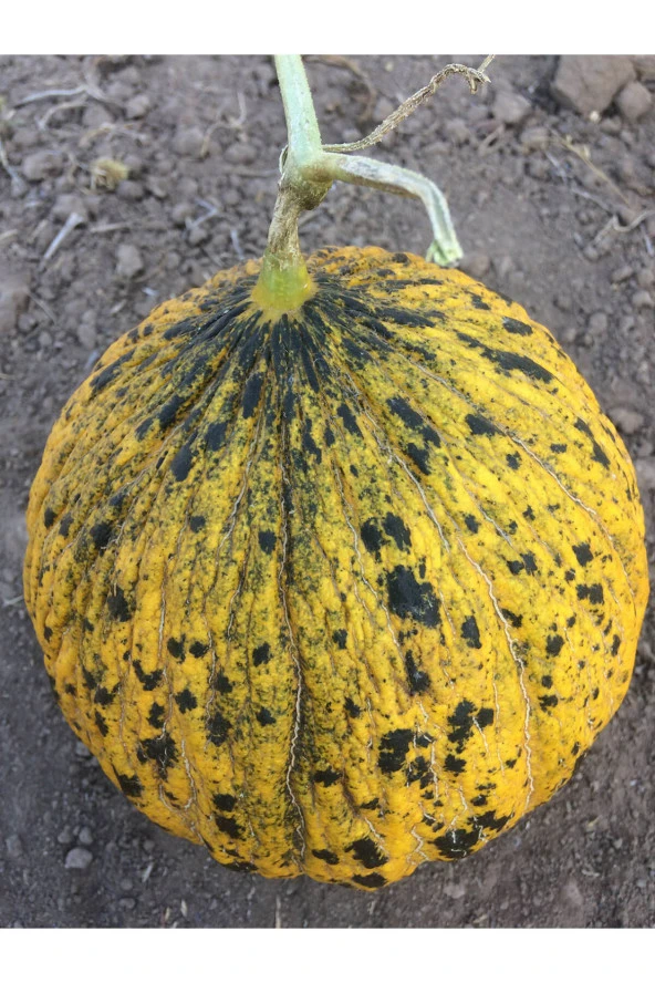 Kavun Tohumu Kırkağaç 637 - 10 gr (250-400 Adet Tohum) - 2