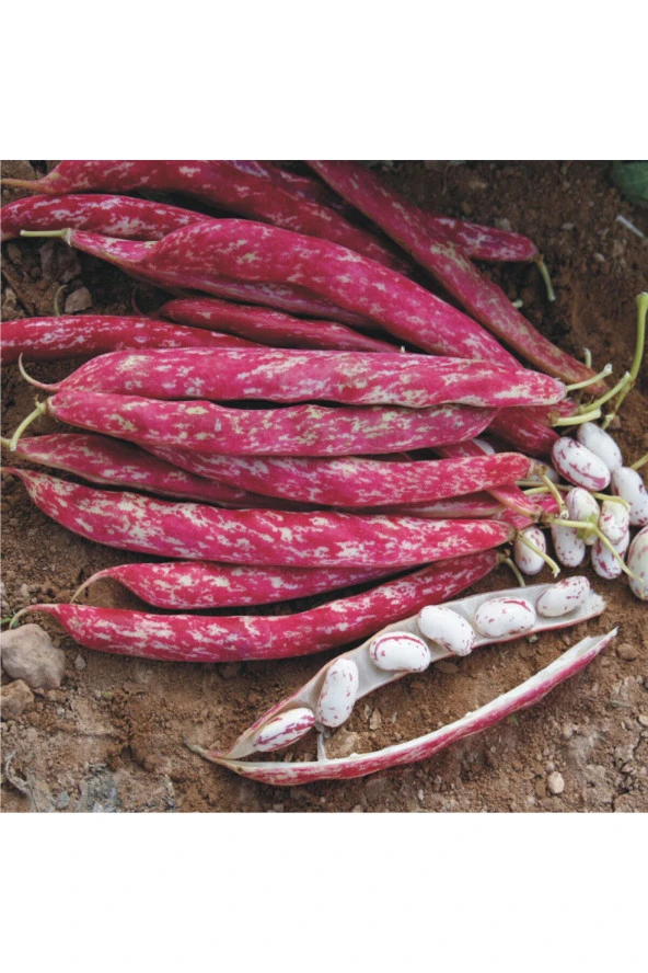 Barbunya Tohumu Carvina (Sırık Tip) - 50 gr - 2