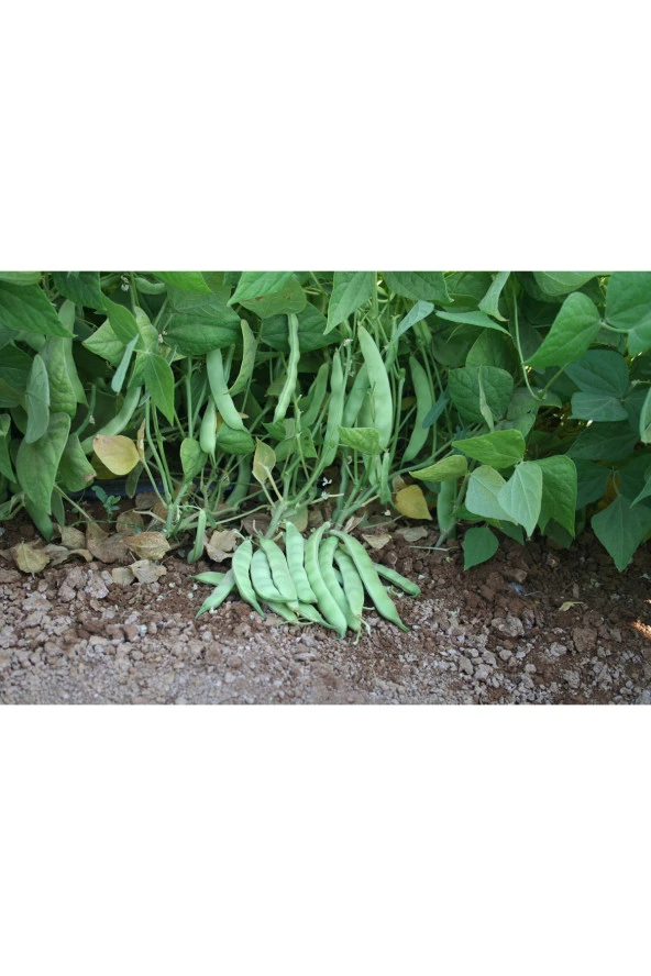 Fasulye Tohumu Özayşe (Sırık Tip) - 50 gr (150-250 Adet Tohum) - 2