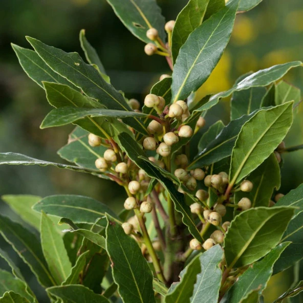 Tüplü Aromatik Defne (Laurus Nobilis) Fidanı (60-100 cm) - 3