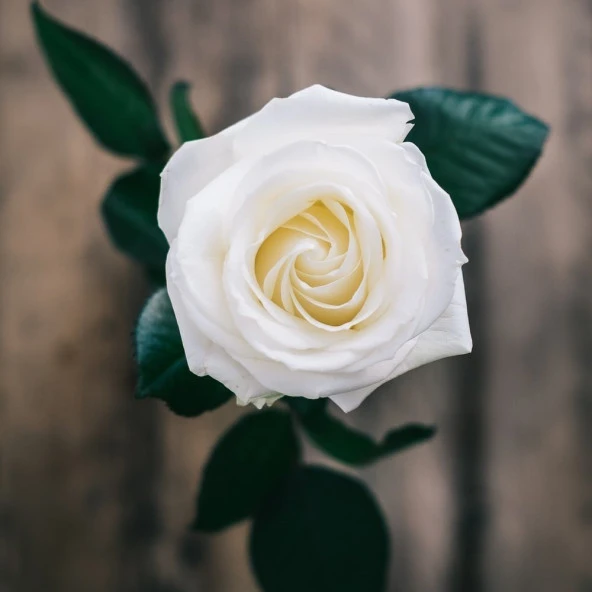 Tüplü Yediveren Beyaz Renkli Mina Nostalji Gül Fidanı - Resim 3