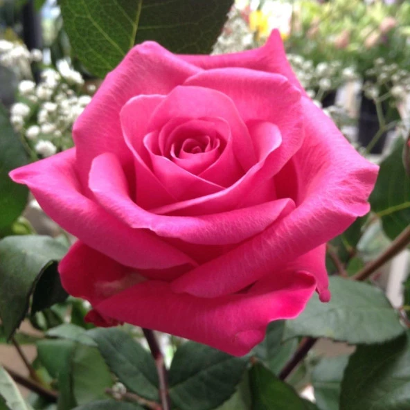 Tüplü Yediveren Koyu Pembe Özel Kokulu Selin Nostalji Gül Fidanı - 3