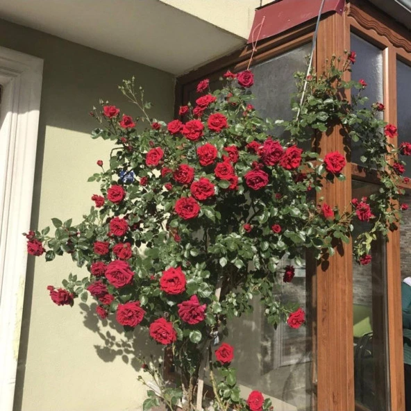 Tüplü Yediveren Kozluören Koyu Kırmızı Renkli Sarmaşık Gül Fidanı - Resim 3