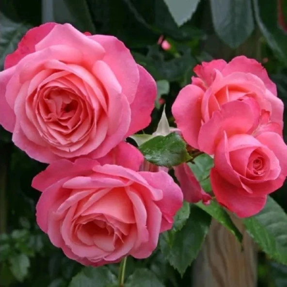 Tüplü Yediveren Rosanna Pembe Renkli Sarmaşık Gül Fidanı - 5