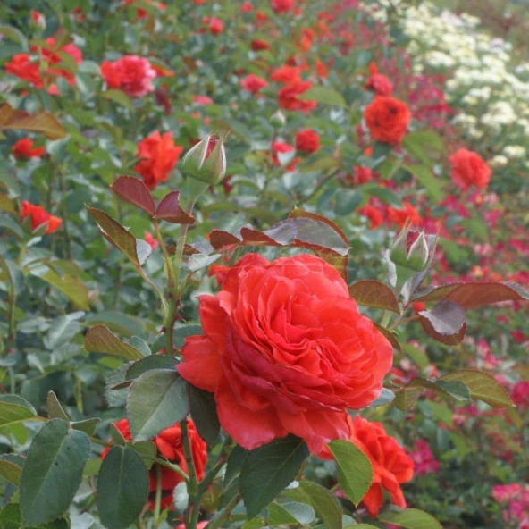 Tüplü Yediveren Turuncu Kırmızı Salita Sarmaşık Gül Fidanı - Resim 3