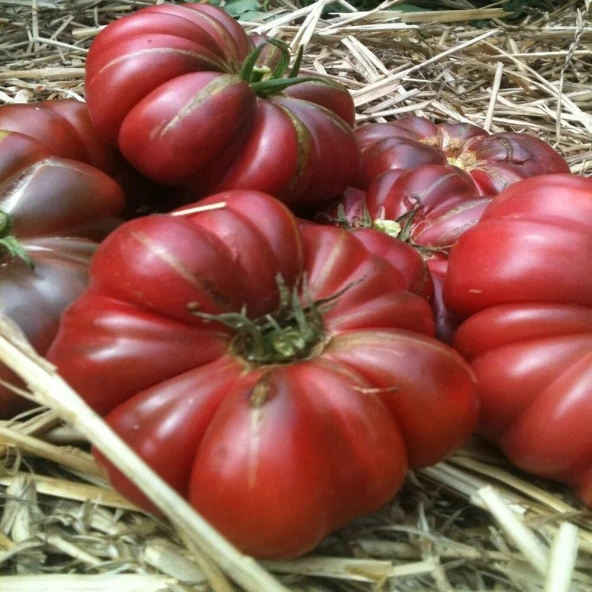 Doğal Purple Calabash Domates Tohumu(15 tohum)