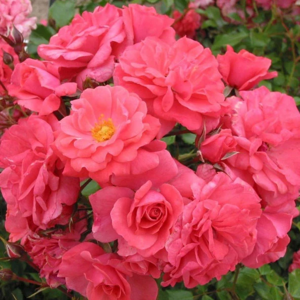 Tüplü Pembe Bad Birnbach Yediveren Gül Fidanı - 3