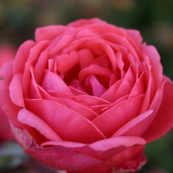 Tüplü Gartenprinzessin Marie Jose Yediveren Kokulu Gül Fidanı - 3