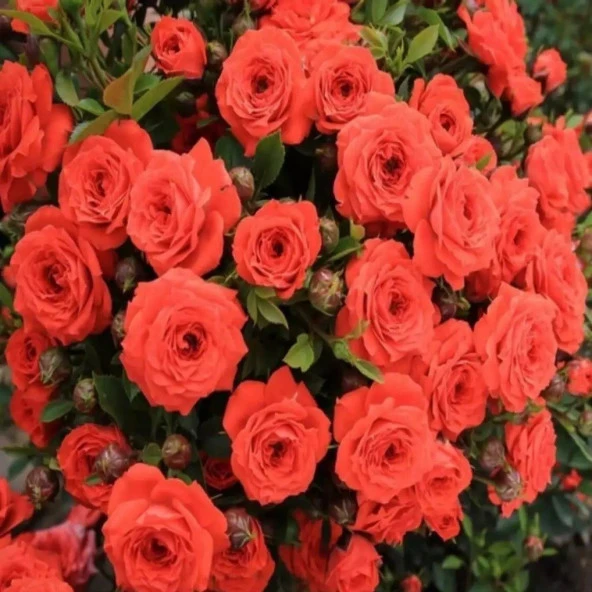 Tüplü Orange Juwel Yediveren Gül Fidanı