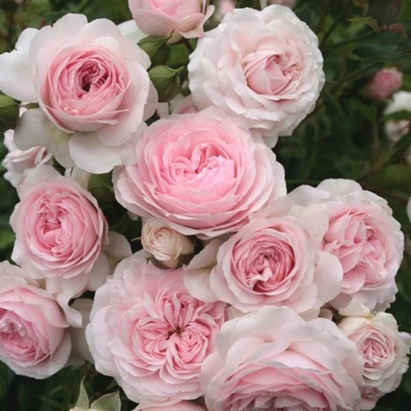 Tüplü Açık Pembe Larissa Yediveren Gül Fidanı - 3