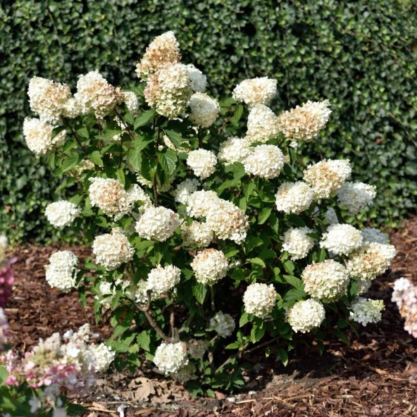 Hydrangea Anomala Silver Dollar Ortanca Fidanı