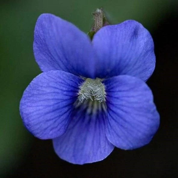 Cornuta Blue Perfection Menekşe Çiçeği Tohumu (100 Tohum)