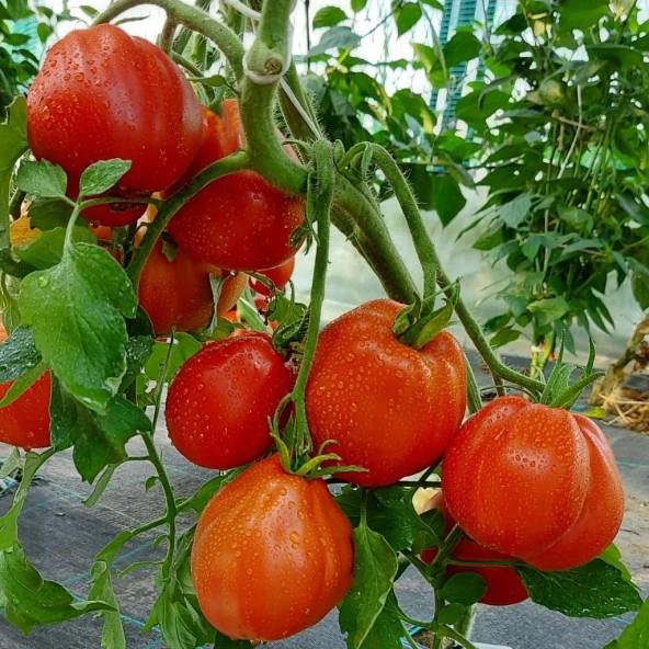 İtalian Red Pear Armut Domatesi Domates Tohumu -15 Tohum
