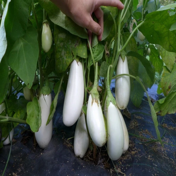 Doğal Casper Patlıcan Tohumu(15 tohum) ürün görseli