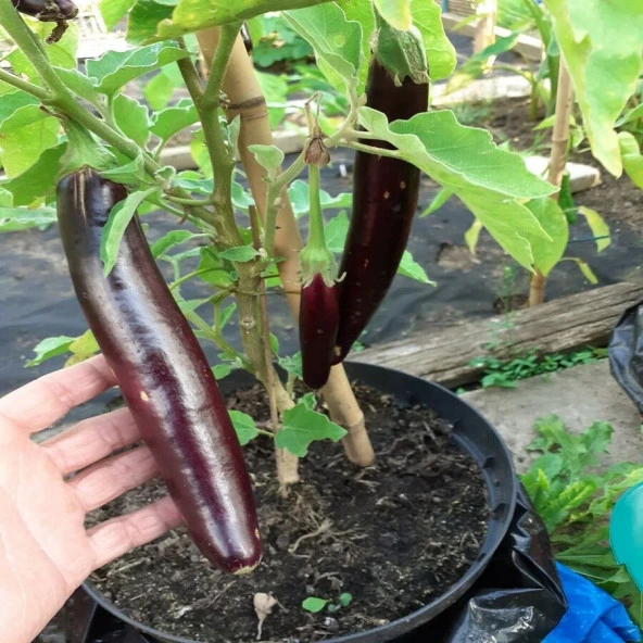Doğal Bangladeshi Long Patlıcan Tohumu (15 tohum)