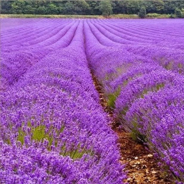 Lavandula Angustifolia Lavanta Çiçeği Tohumu(37000 tohum) ürün görseli