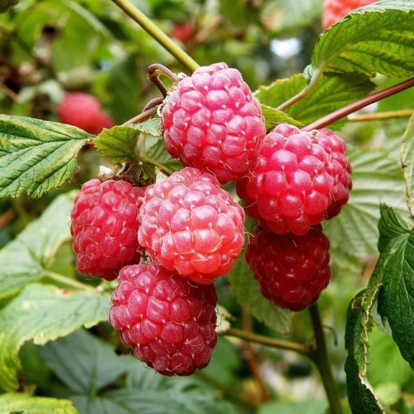 Tüplü Yüksek Verimli Aroması Aksu Pembesi Ahududu Fidanı