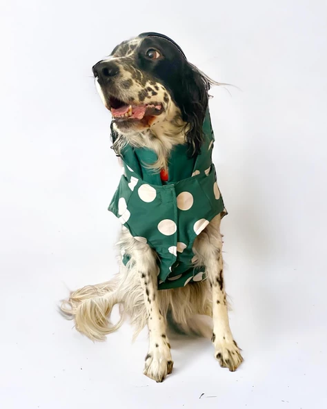 Mega Dots Green Köpek Kapşonlu Yağmurluk Orta ve Büyük Irklar İçin - 4