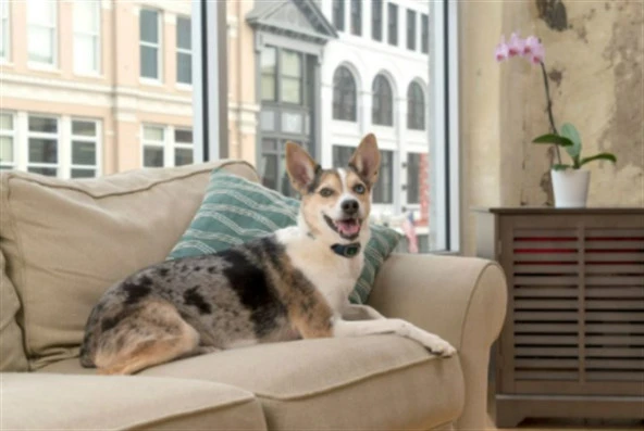 PetSafe Küçük Köpek Şarj Edilebilir Statik Eğitim Tasması - Resim 2